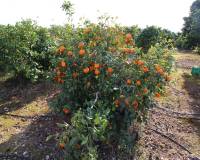 Bestand - Villa - Denia - Ondara
